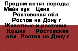 Продам котят породы  Мейн-кун › Цена ­ 12 000 - Ростовская обл., Ростов-на-Дону г. Животные и растения » Кошки   . Ростовская обл.,Ростов-на-Дону г.